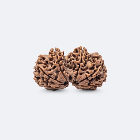 Gauri Shankar Rudraksha