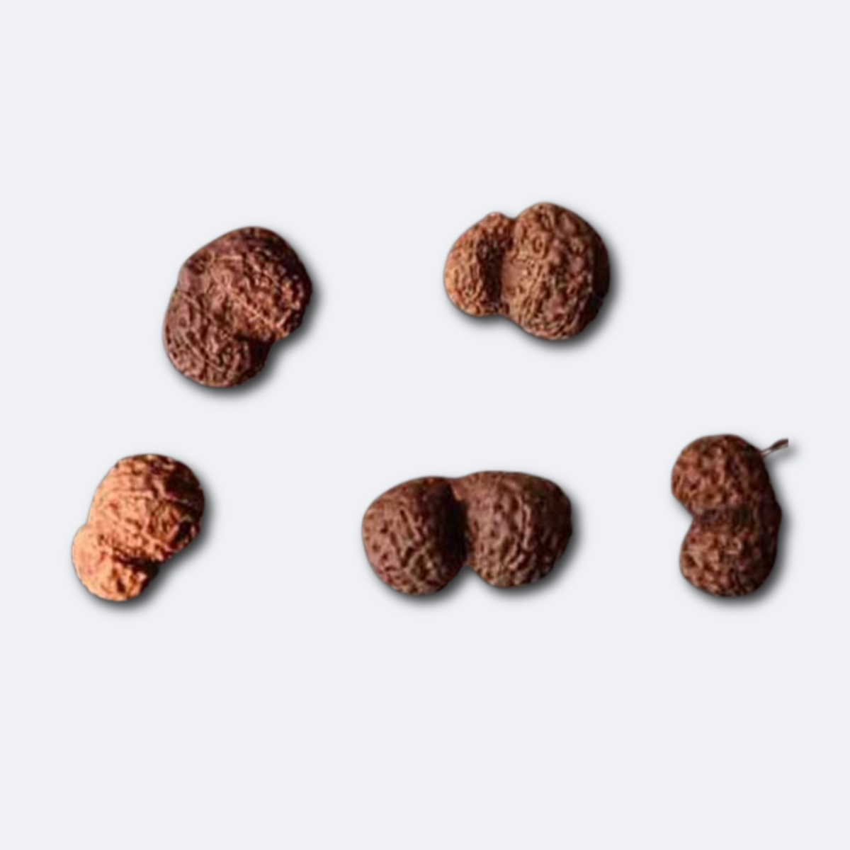 Gauri Shanker Rudraksha - Indonesia