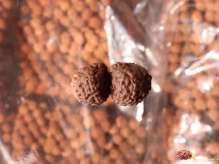 Gauri Shanker Rudraksha - Indonesia