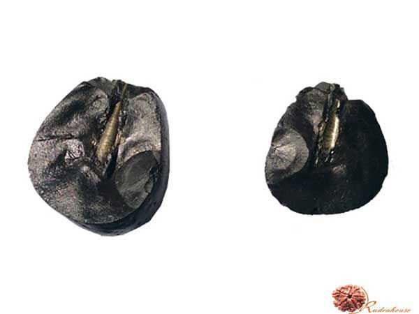 Shivlinga Shaligram