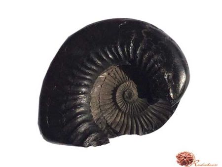 Janardhan Shaligram