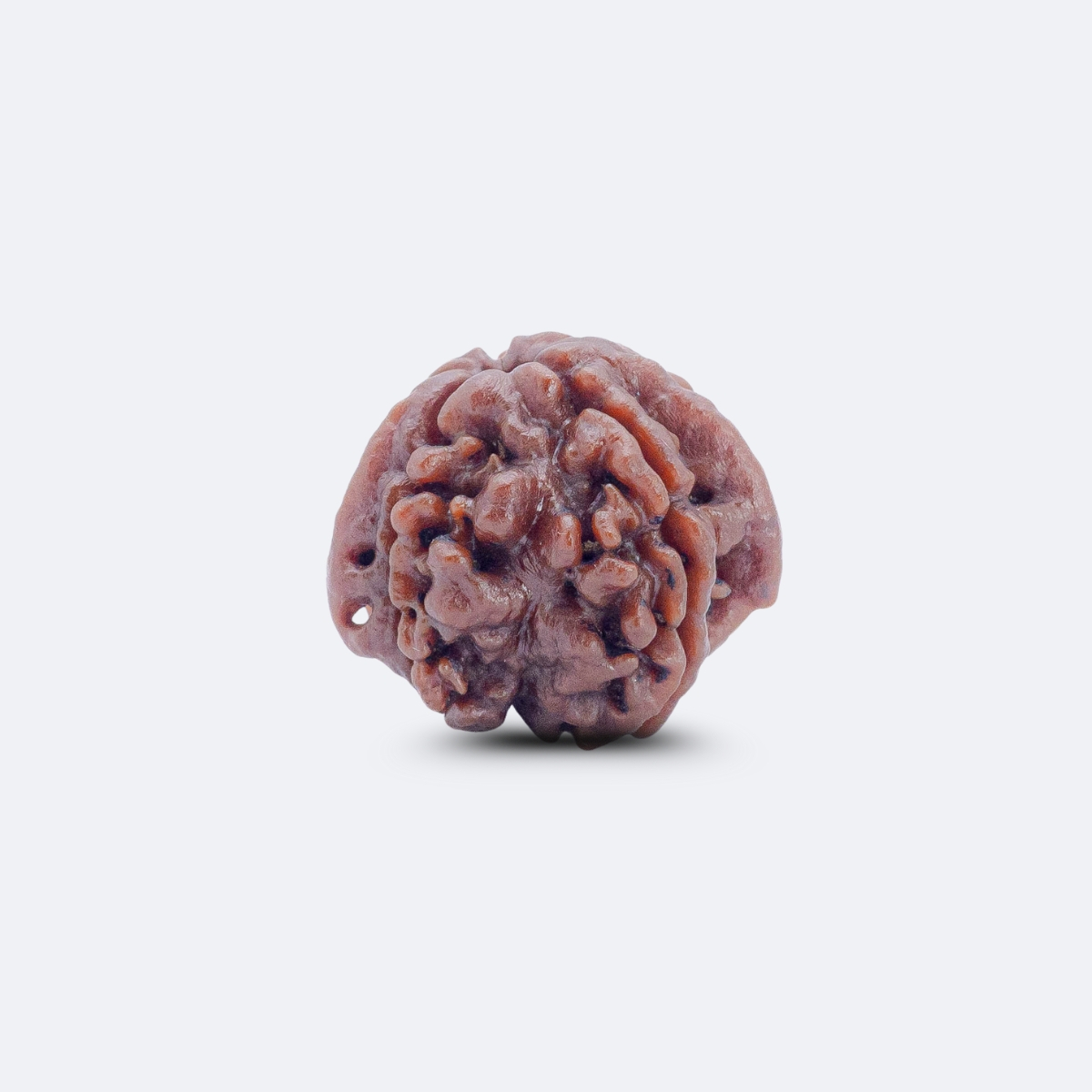 Riddhi Siddhi Rudraksha