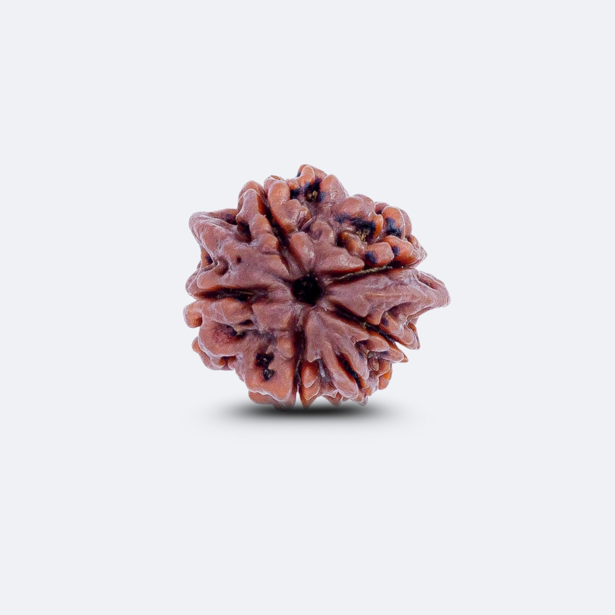 Riddhi Siddhi Rudraksha