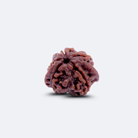 Riddhi Siddhi Rudraksha