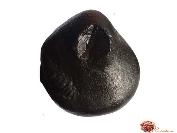 Kurma Shaligram