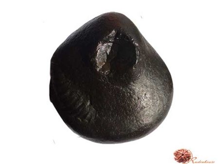 Kurma Shaligram
