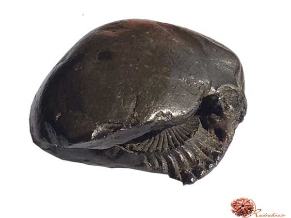 Laxmi Narayan Shaligram