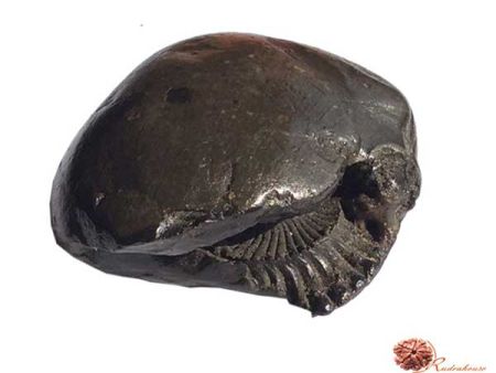 Laxmi Narayan Shaligram