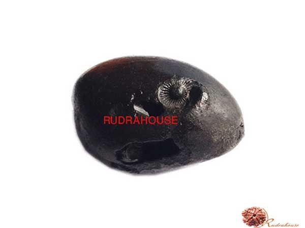 Laxmi Narayan Sudarshan Shaligram