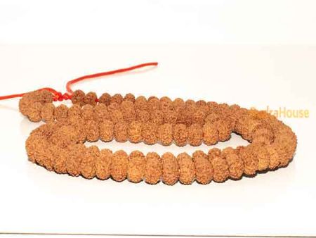 8 Mukhi Rudraksha Mala