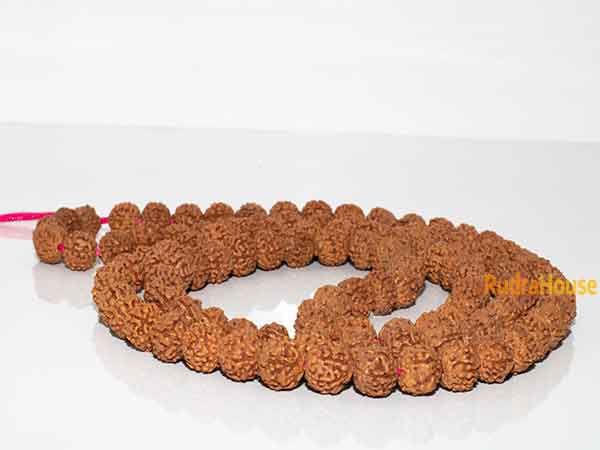 6 Mukhi Rudraksha Mala