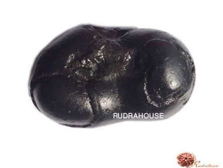 Padmanabha Shaligram