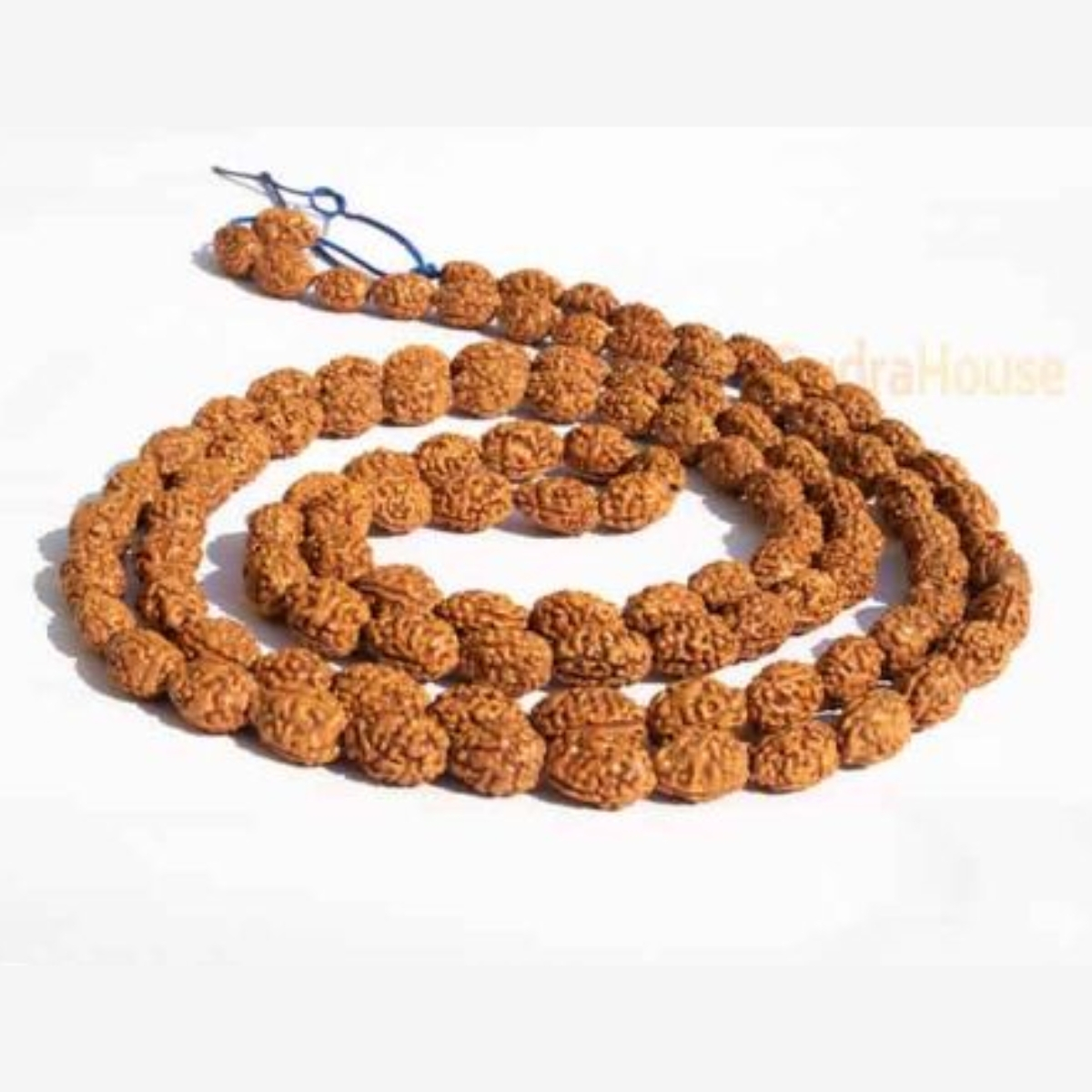 2 Mukhi Rudraksha Mala