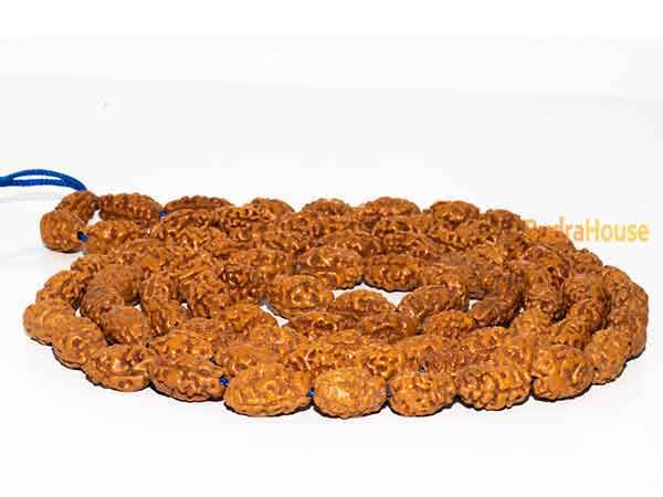2 Mukhi Rudraksha Mala