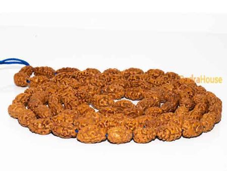 2 Mukhi Rudraksha Mala