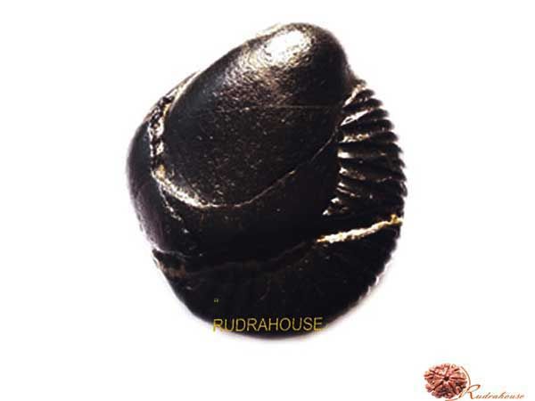 Janeudhari Shaligram