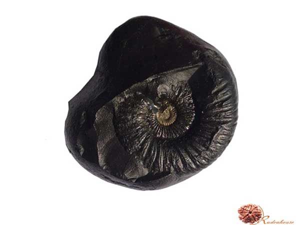 Narayan Shaligram