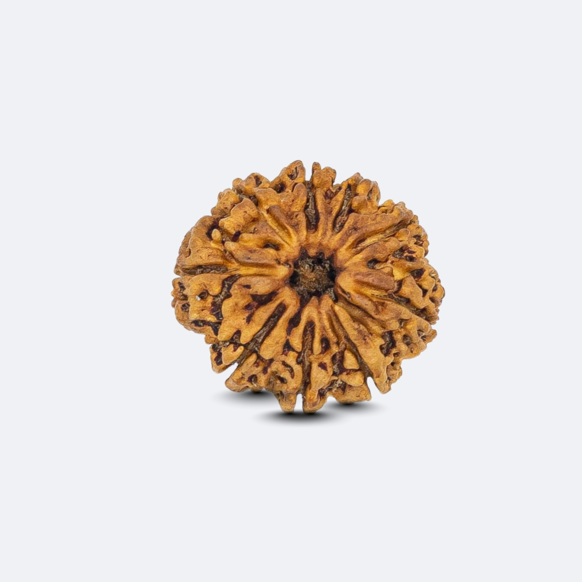 9 Mukhi Rudraksha