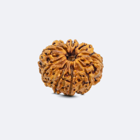 9 Mukhi Rudraksha