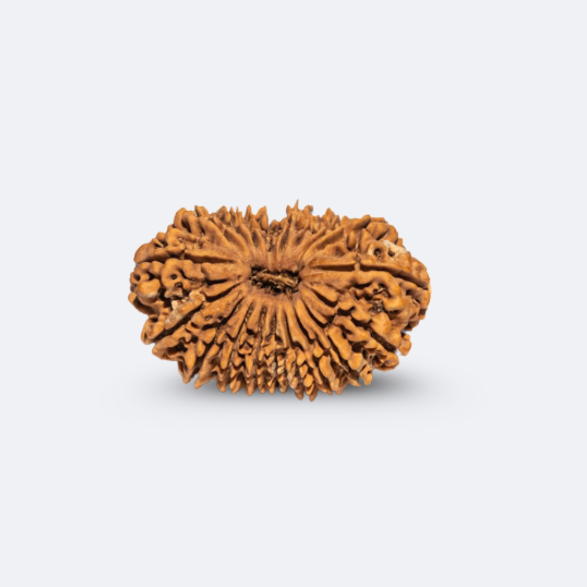 19 Mukhi Rudraksha