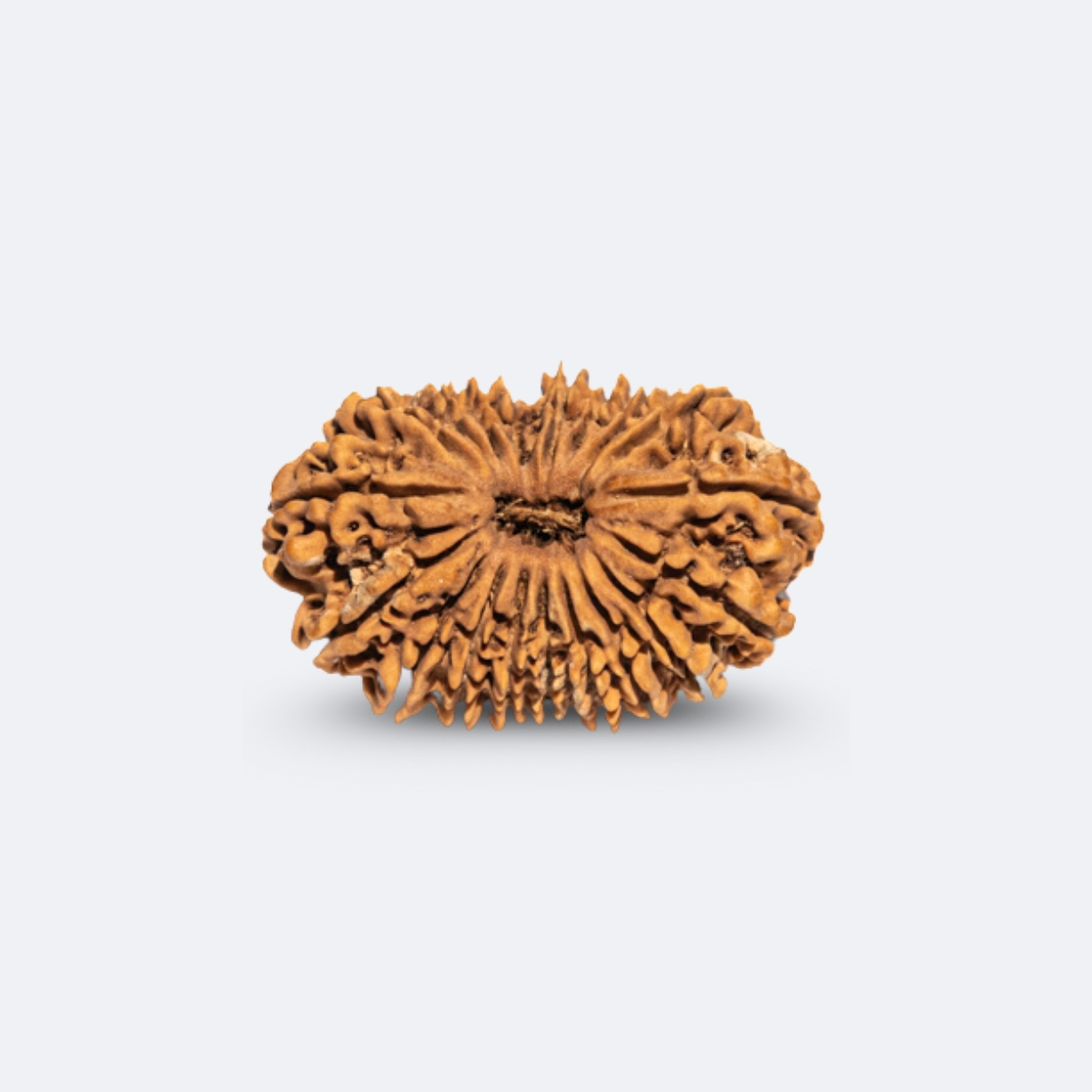 19 Mukhi Rudraksha