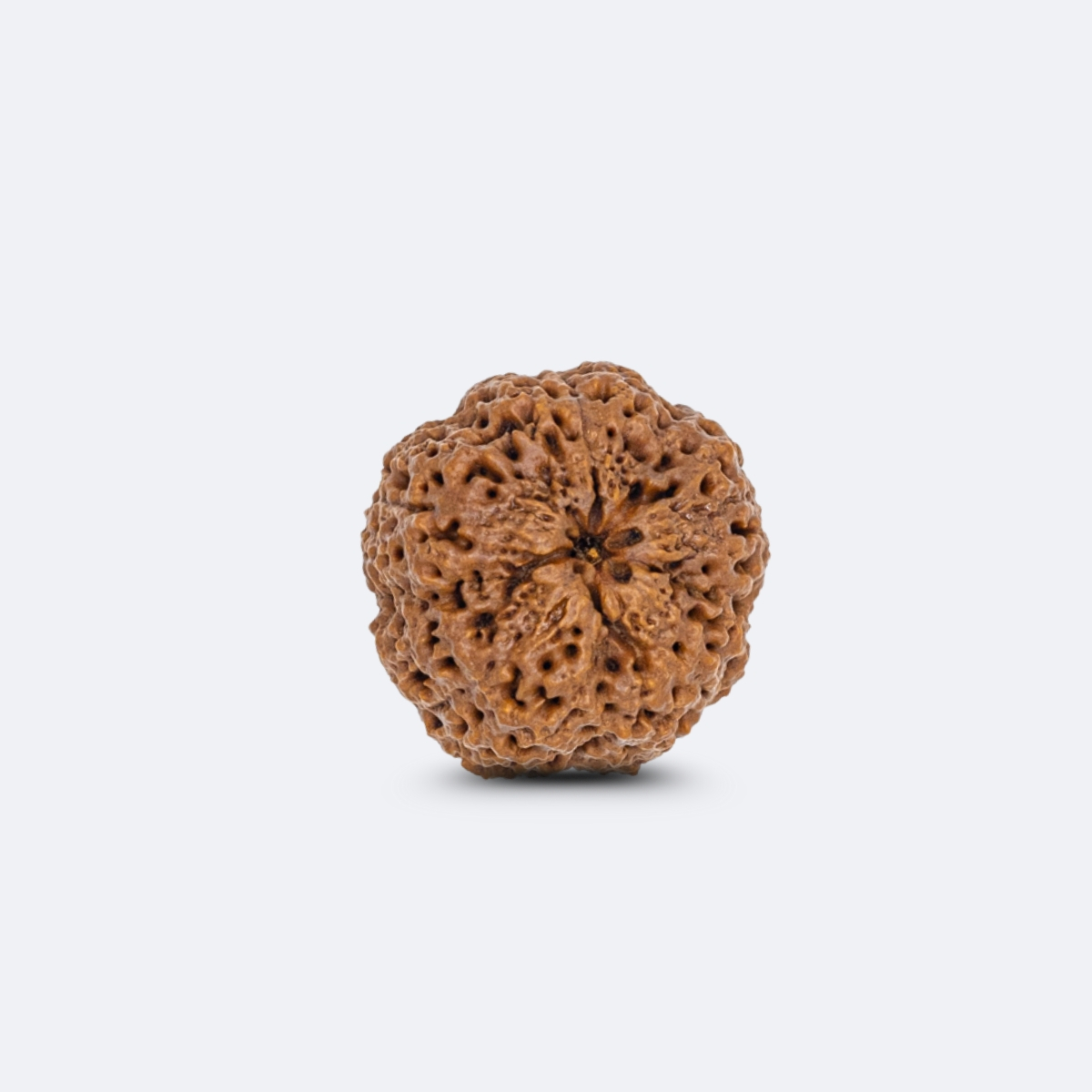 Nirakar Rudraksha