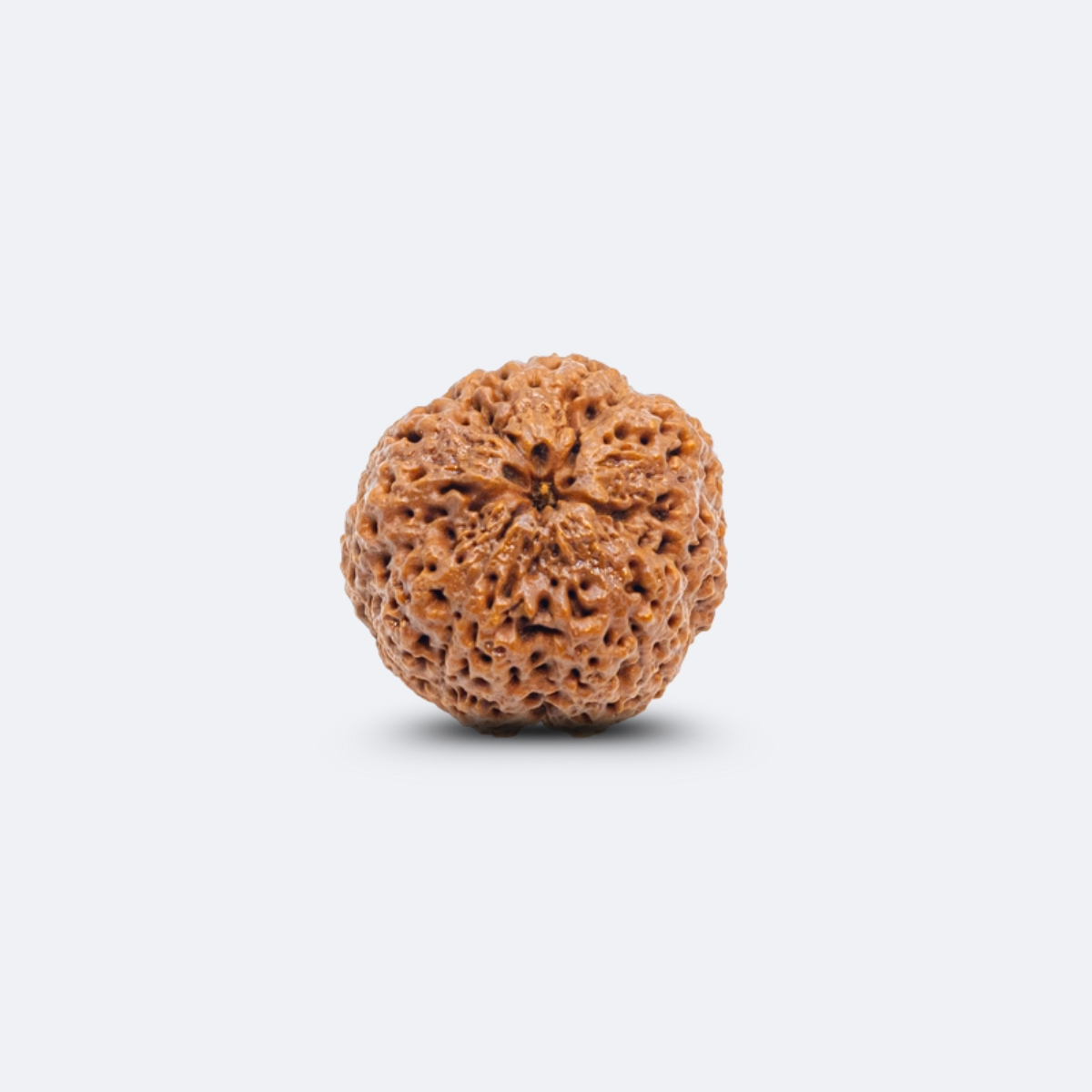 Nirakar Rudraksha