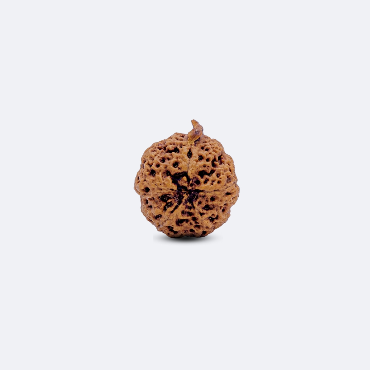 Nirakar Rudraksha with Ganesh