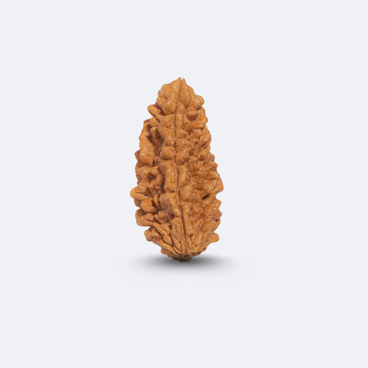 1 Mukhi Rudraksha