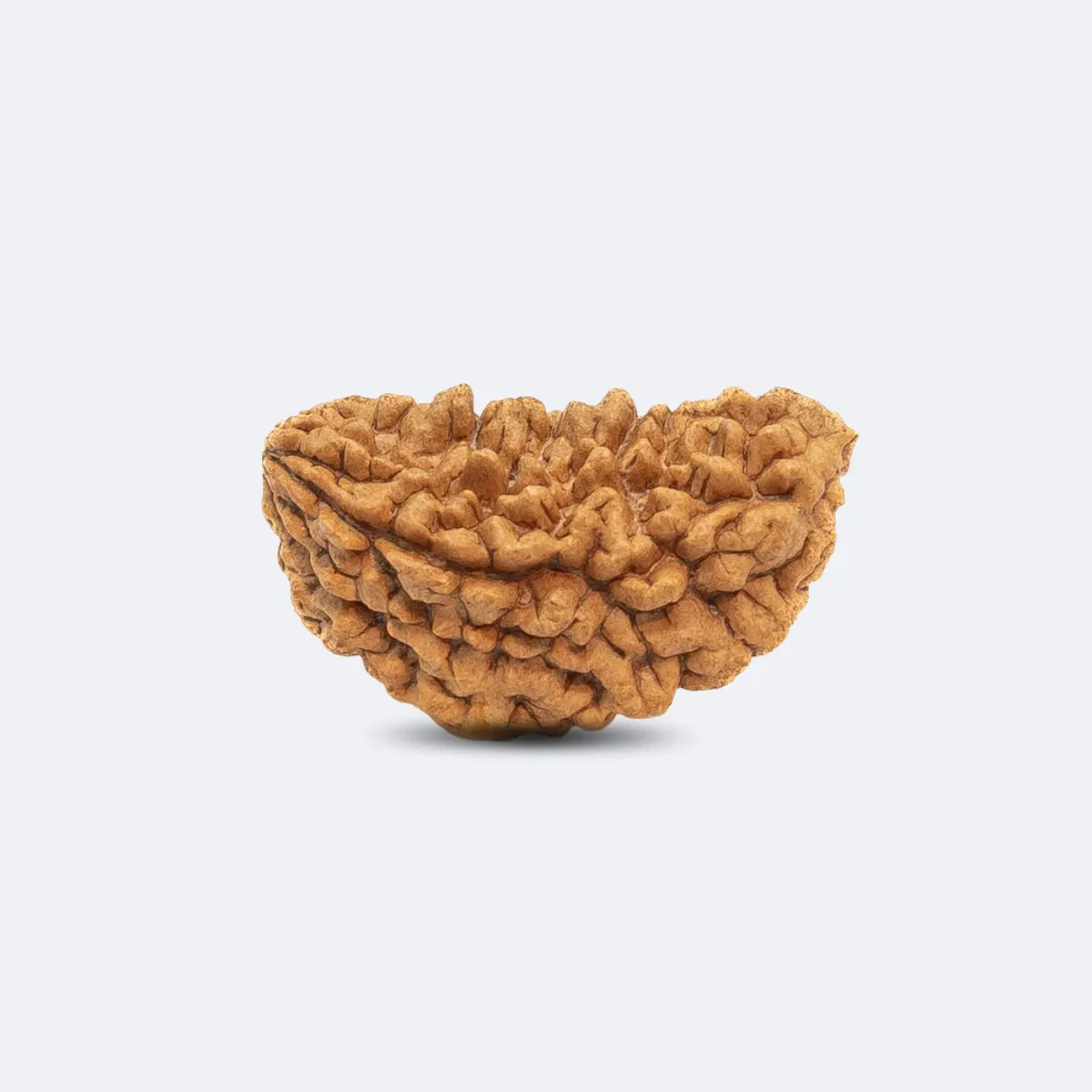1 Mukhi Rudraksha