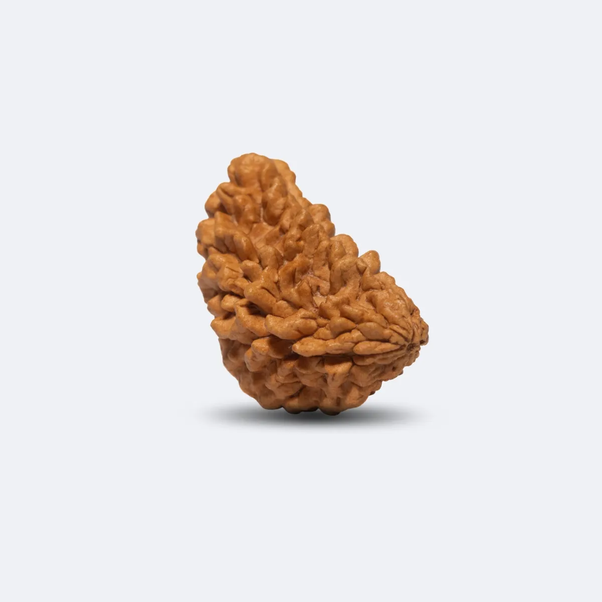 1 Mukhi Rudraksha
