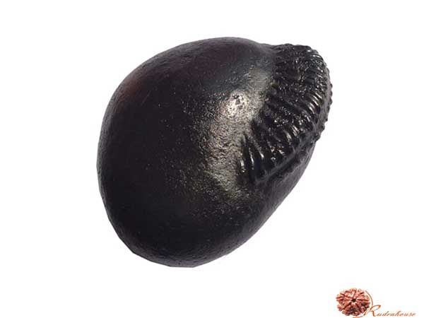 Pradyumna Shaligram