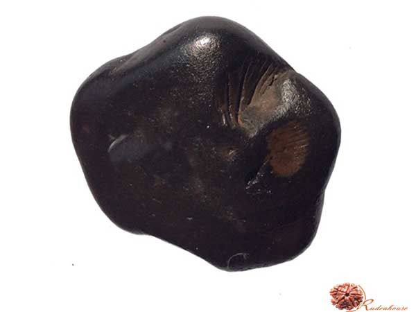 Purushottam shaligram