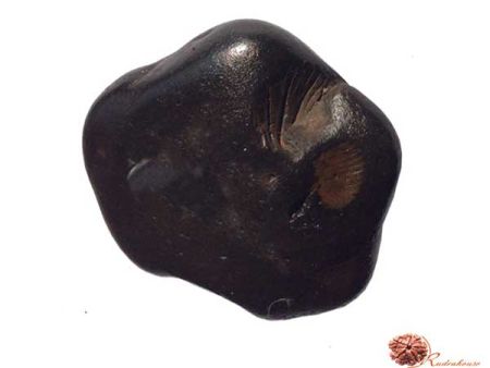 Purushottam shaligram