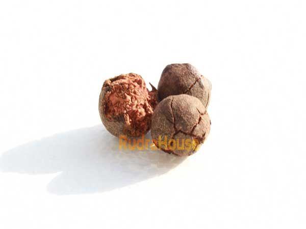 Rudraksha Fruits