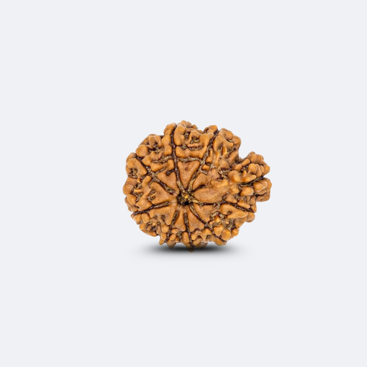 1 Mukhi Savar Rudraksha