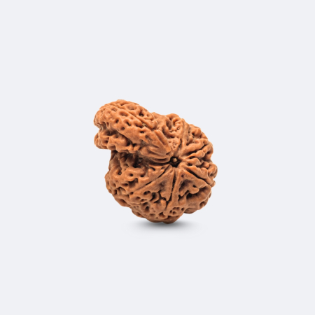 1 Mukhi Savar Rudraksha