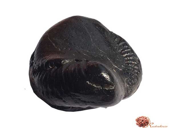 Shesha Naag Shaligram