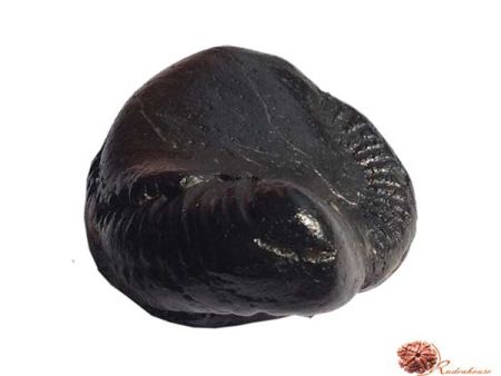 Shesha Naag Shaligram