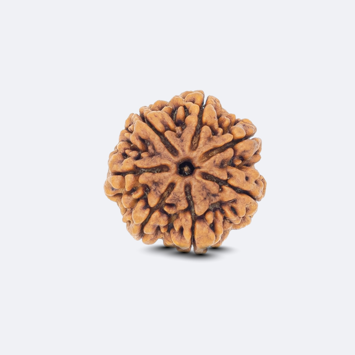 7 Mukhi Rudraksha
