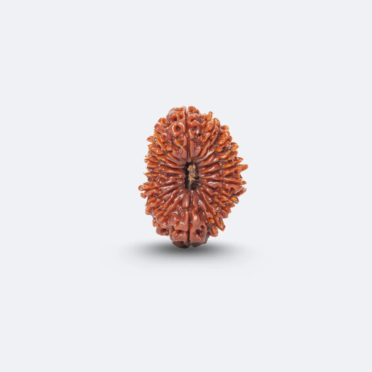 17 Mukhi Rudraksha