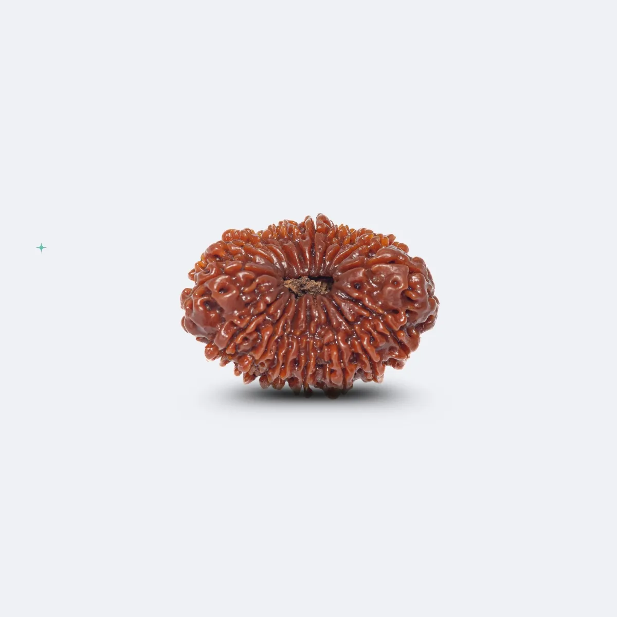 17 Mukhi Rudraksha