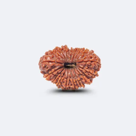 17 Mukhi Rudraksha