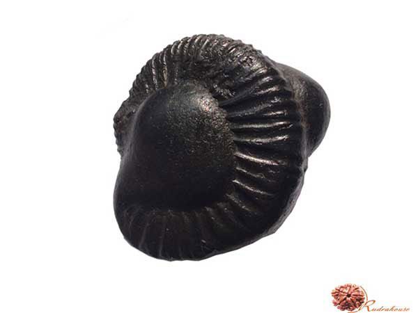 Aniruddha Shaligram