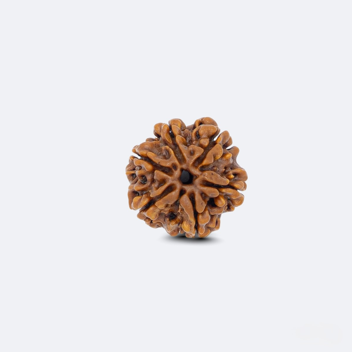 6 Mukhi Rudraksha