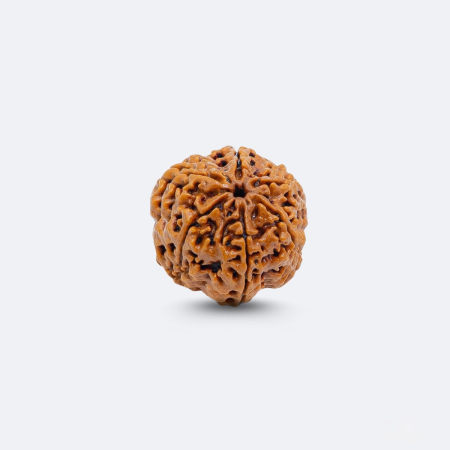 6 Mukhi Rudraksha