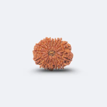 16 Mukhi Rudraksha