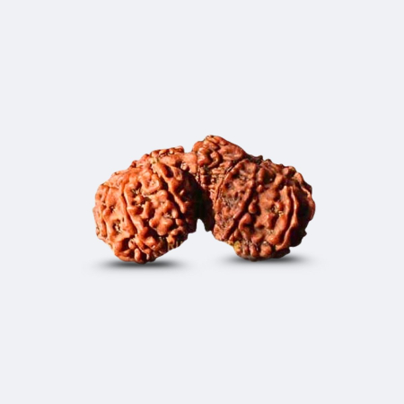 16 Mukhi Gauri Shankar Rudraksha
