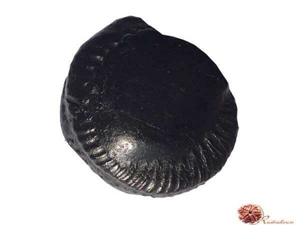 Surya Shaligram