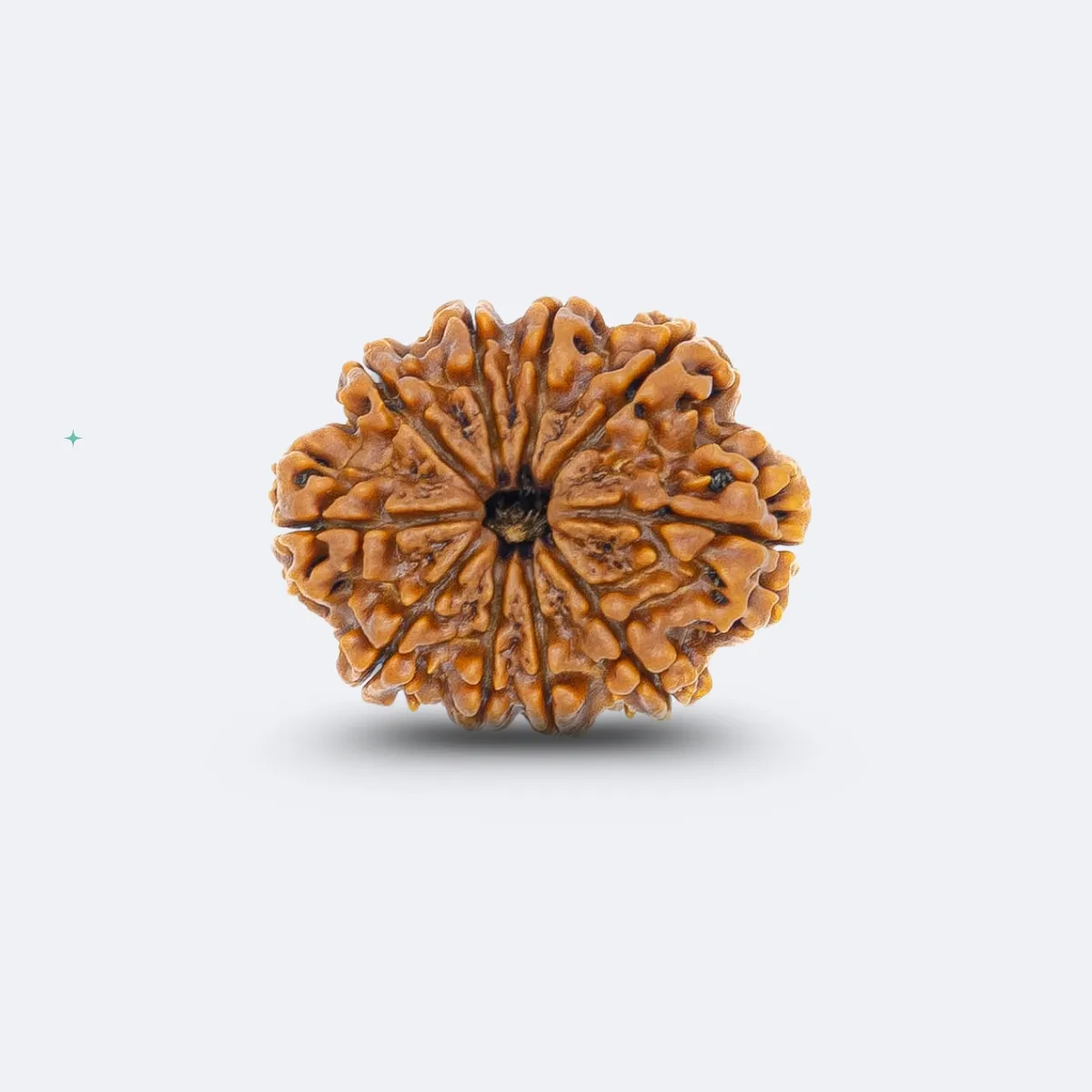 10 Mukhi Rudraksha